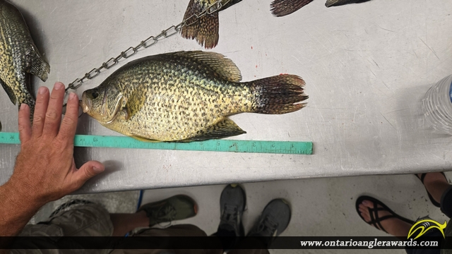 14.5" Black Crappie caught on Lake of the woods