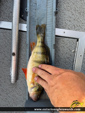 12.5" Yellow Perch caught on Lake of the Woods