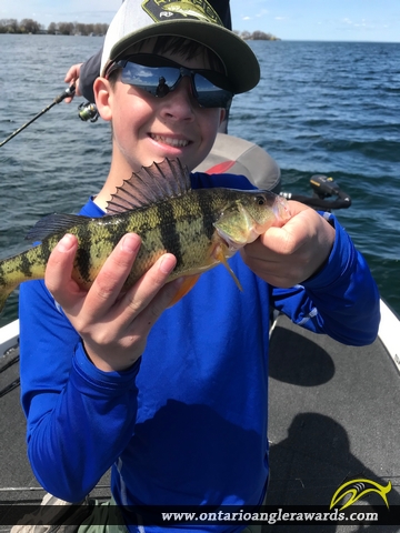 12" Yellow Perch caught on Lake Simcoe