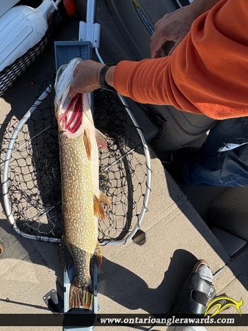 36" Northern Pike caught on Omega Lake (Lake of the Woods)