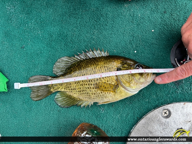 10" Rock Bass caught on Mephisto Lake