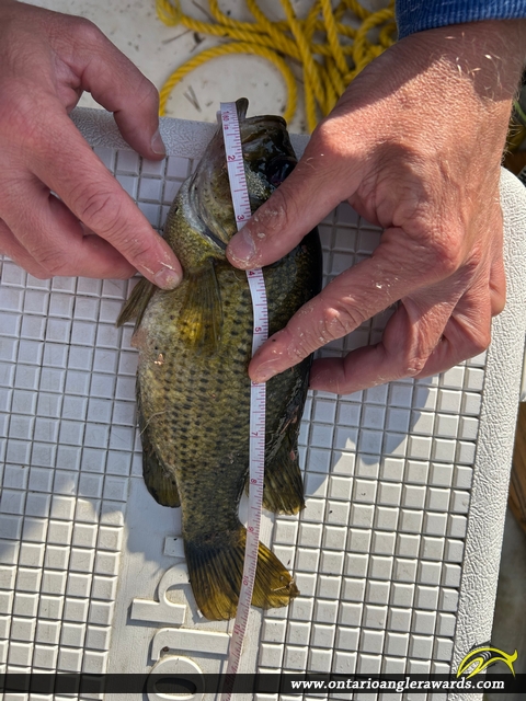 10.5" Rock Bass caught on Mephisto Lake