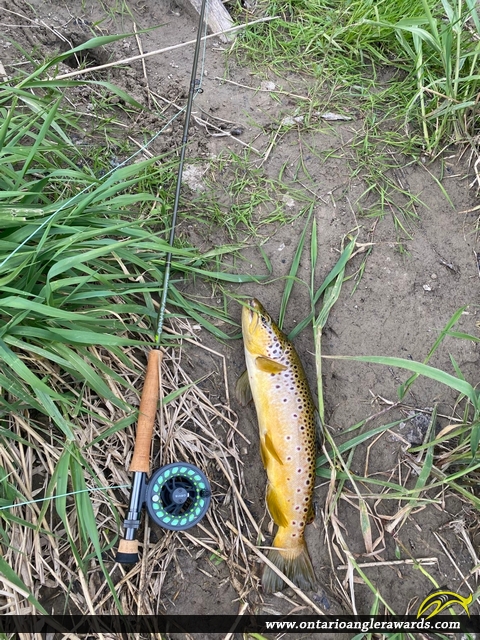 21.4" Brown Trout caught on Whitemans Creek
