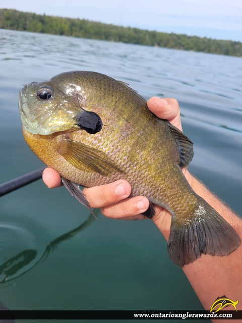 9.1" Bluegill caught on Buckhorn Lake