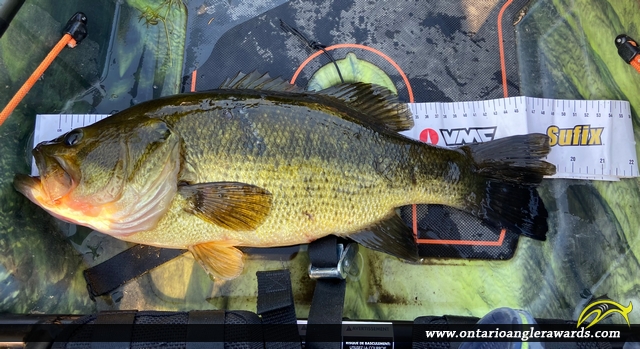 19.25" Largemouth Bass caught on Winnipeg River 