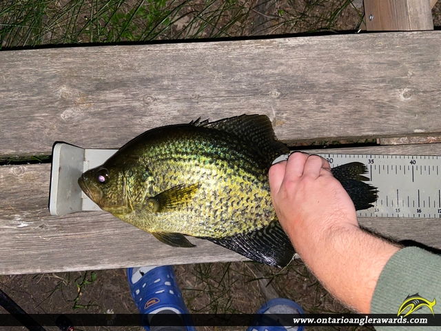14" Black Crappie caught on Winnipeg River