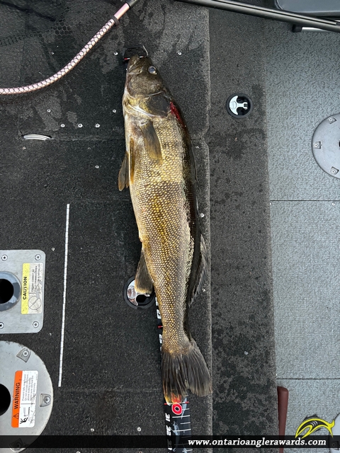 30" Walleye caught on Lake Muskoka