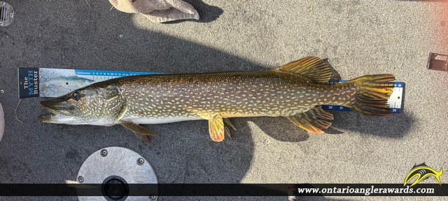 36" Northern Pike caught on Whitney Lake