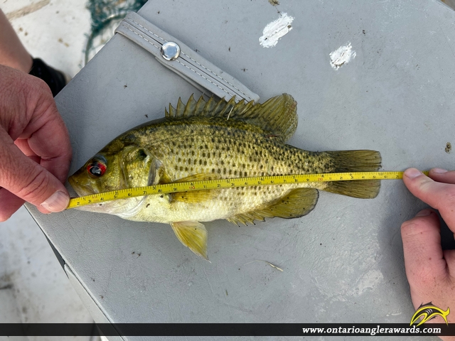 10" Rock Bass caught on Mephisto Lake