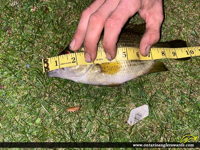 10" Rock Bass caught on Trent River