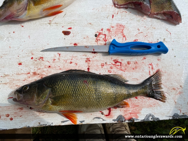 13" Yellow Perch caught on Lake Jean 