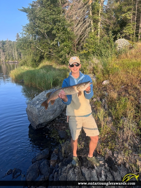 31" Northern Pike caught on Lake of the Woods