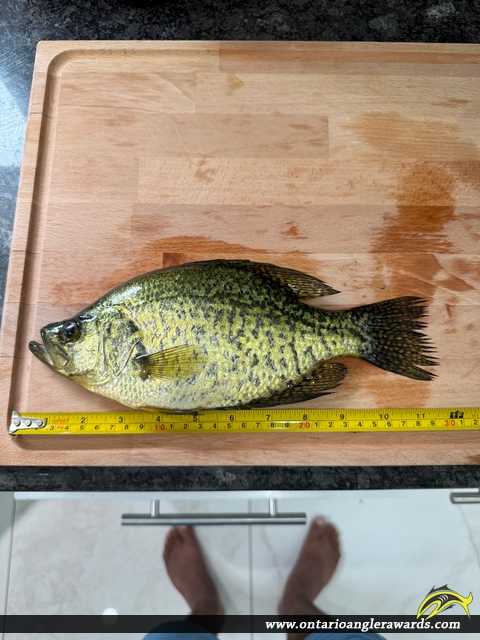 11.25" Black Crappie caught on Bobs Lake