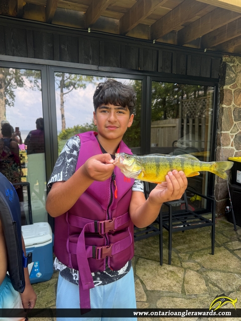 12" Yellow Perch caught on Lake Simcoe