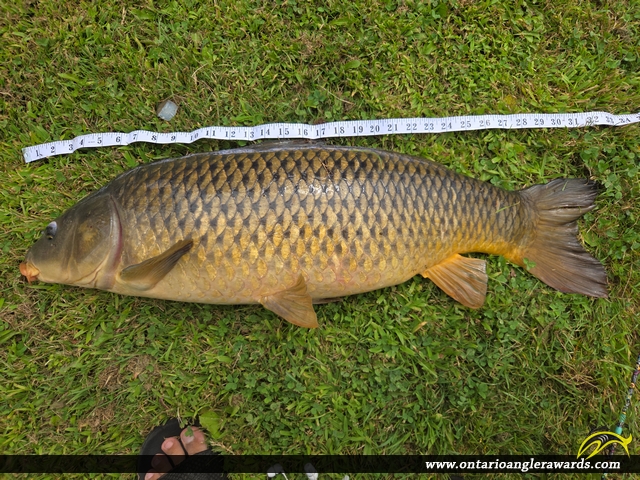 31.5" Carp caught on Rideau Canal