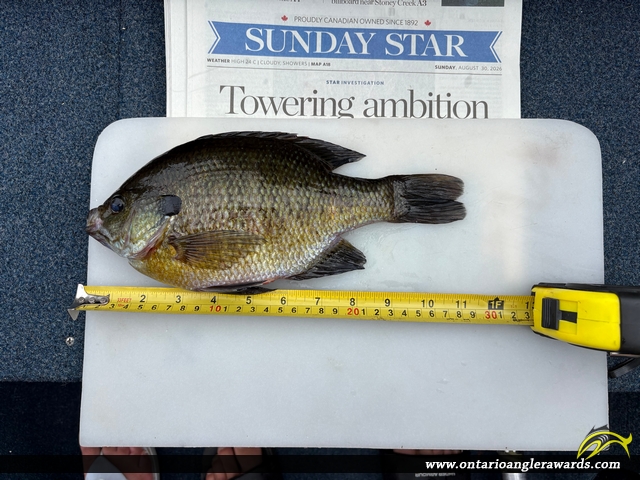 11.25" Bluegill caught on Shadow Lake 