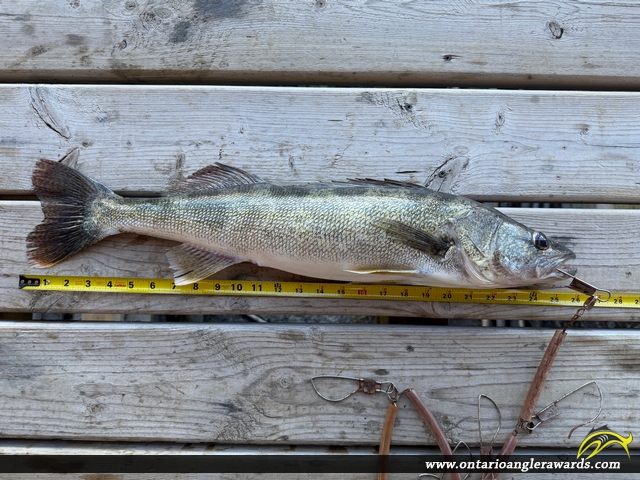 26" Walleye caught on Sup Lake