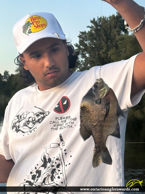 9.5" Bluegill caught on Mississippi River