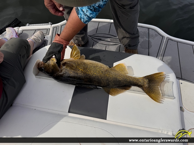 29" Walleye caught on Lake of the woods