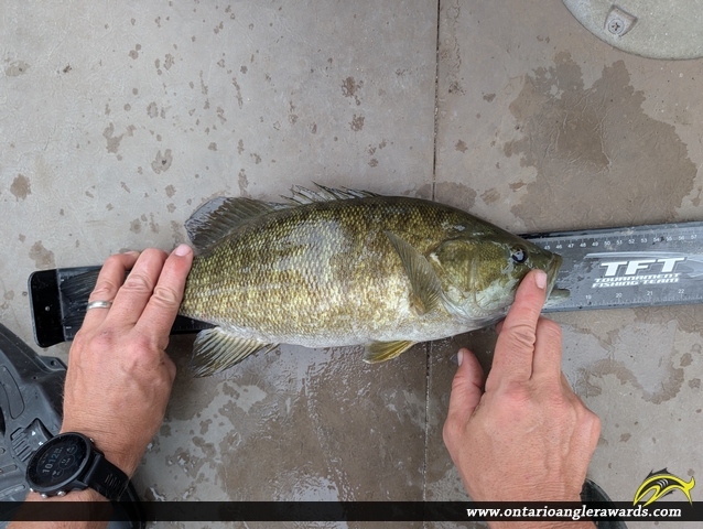 18.25" Smallmouth Bass caught on Lake of the Woods