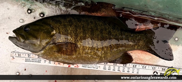 17.0" Smallmouth Bass caught on Shoal Lake