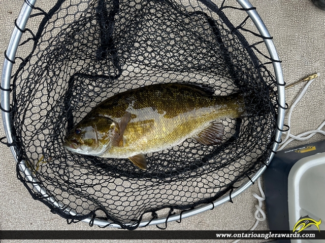 17" Smallmouth Bass caught on Dogtooth Lake