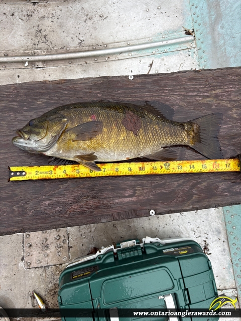 17.00" Smallmouth Bass caught on War Eagle