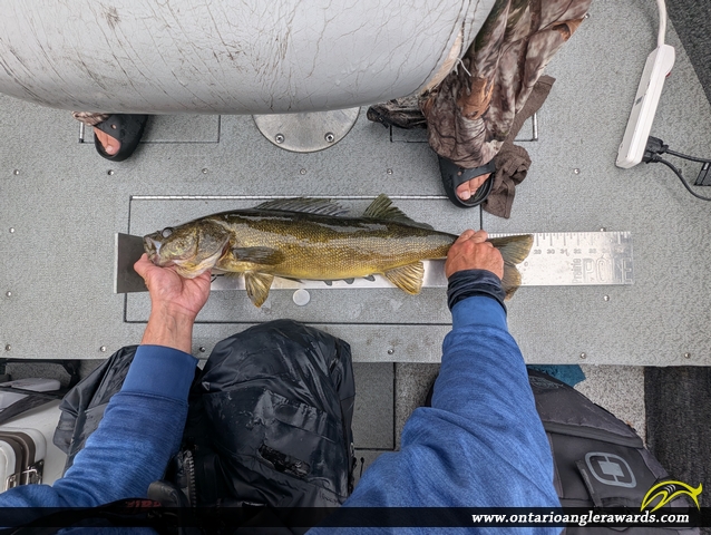 29" Walleye caught on Pipestone Lake