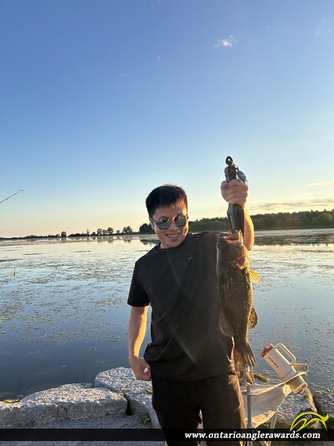 18.5" Largemouth Bass caught on McLaughlin Bay