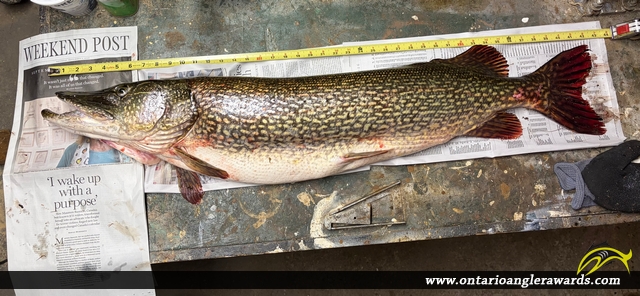 42.5" Northern Pike caught on Lake Muskoka