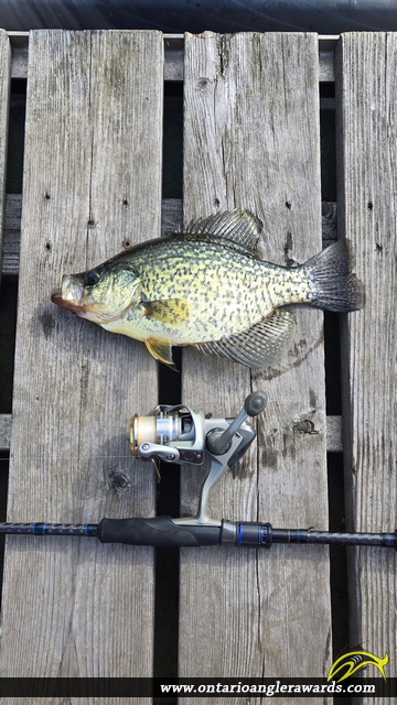 11" Black Crappie caught on Skerryvore Lake