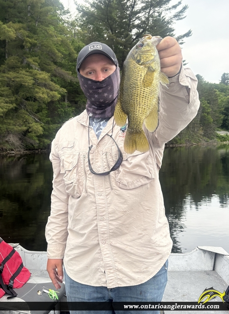 11.5" Rock Bass caught on Kecil Lake