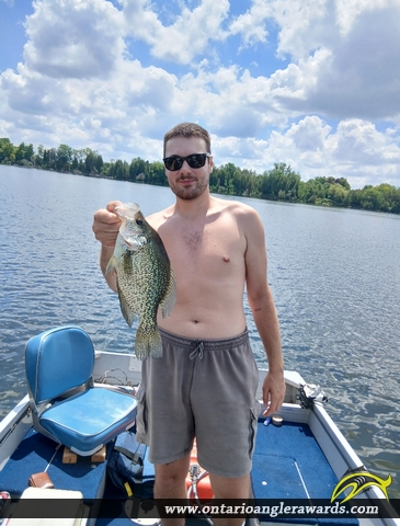 13.5" Black Crappie caught on Guelph Lake