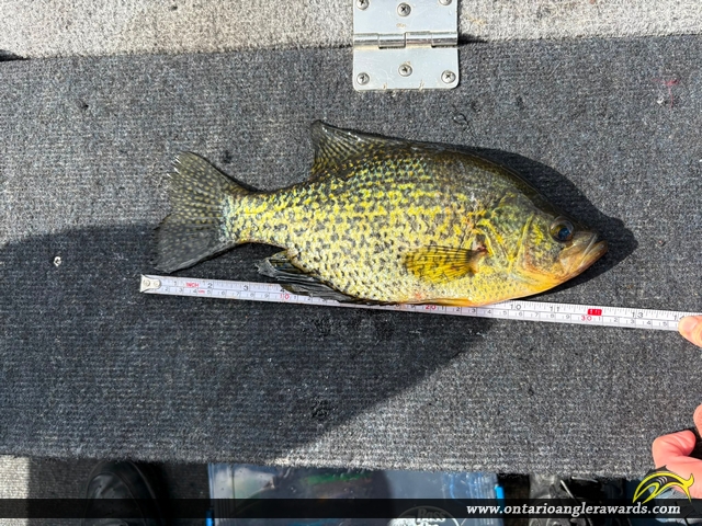 12.75" Black Crappie caught on 6 Mile Lake