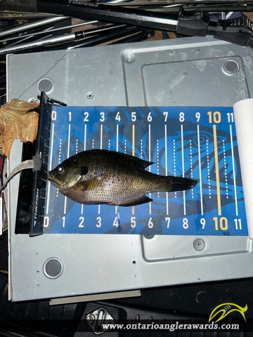 9" Bluegill caught on Pond Mills