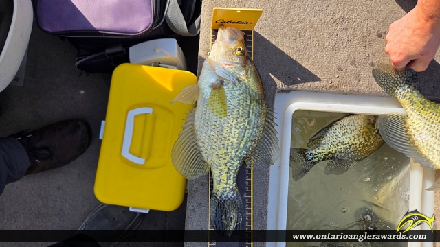14.5" Black Crappie caught on Lake of the Woods