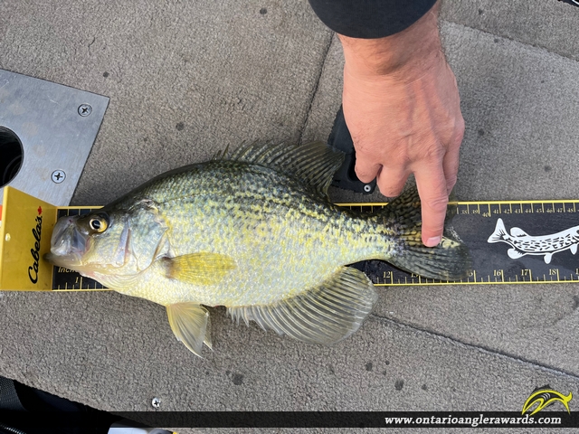 15" Black Crappie caught on Lake of the Woods 