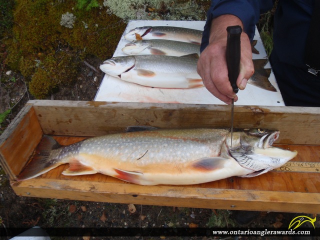 24" Splake caught on Lucy Lake