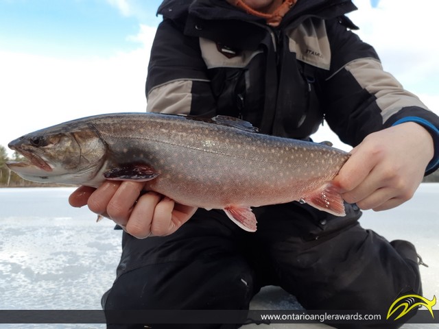 20.00" Splake caught on Mink Lake