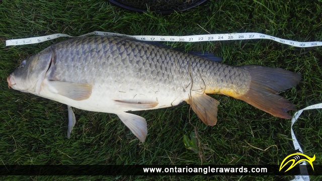 32" Carp caught on Lake Erie