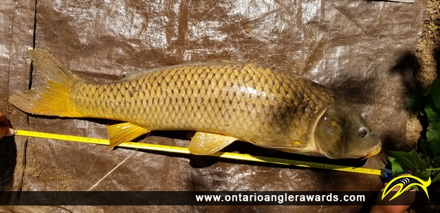 36" Carp caught on Thames River