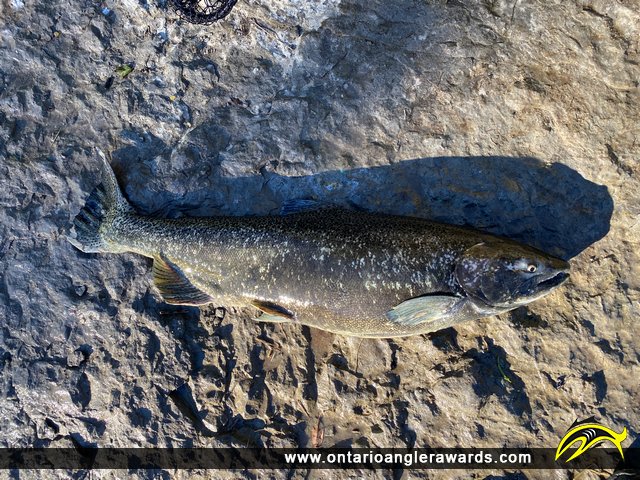 36" Chinook Salmon caught on Ganaraska River