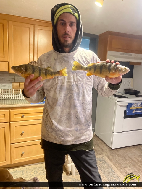 14.5" Yellow Perch caught on Lake Simcoe 