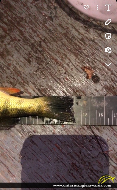 14.5" Yellow Perch caught on Hoople Creek