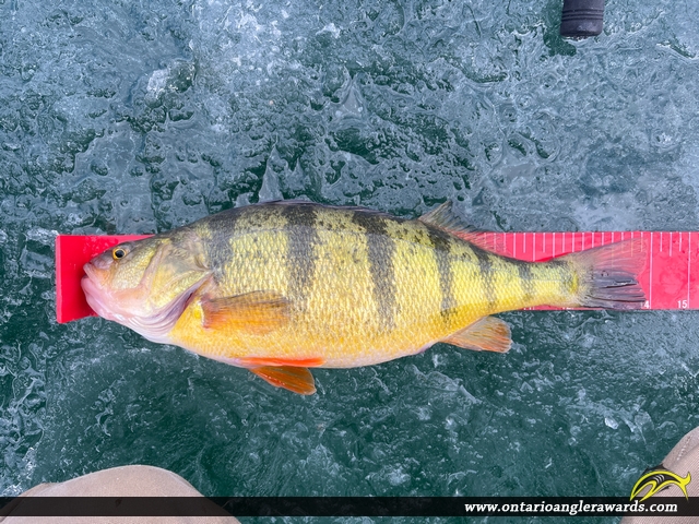 14" Yellow Perch caught on Lake Simcoe