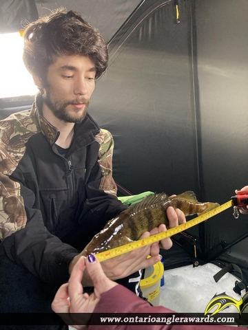 13" Yellow Perch caught on Simon Lake
