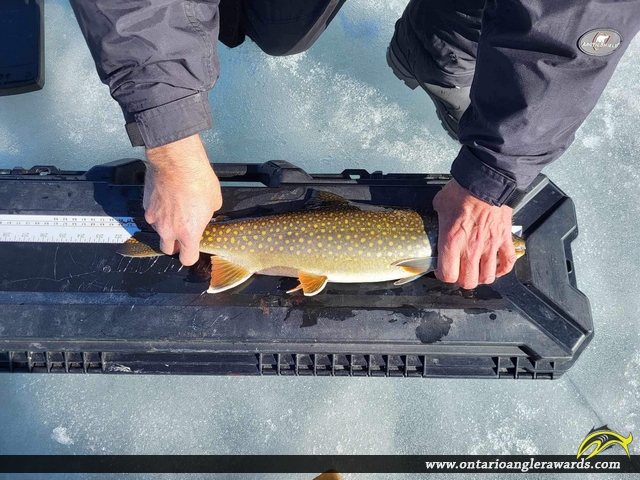 22" Splake caught on Bold Lake