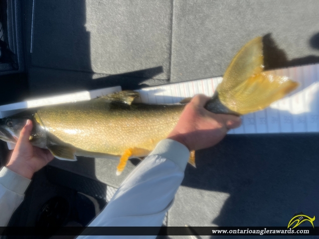 38" Lake Trout caught on Lake of the Woods