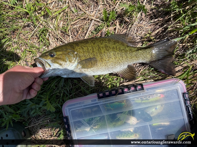 17" Smallmouth Bass caught on Lake Nipissing 