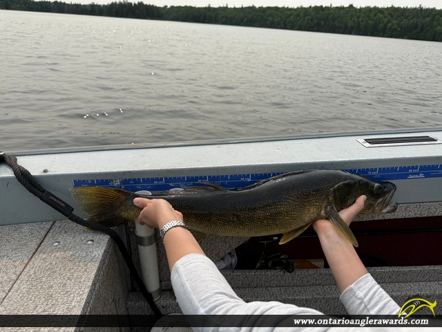28.74" Walleye caught on Lake of the Woods